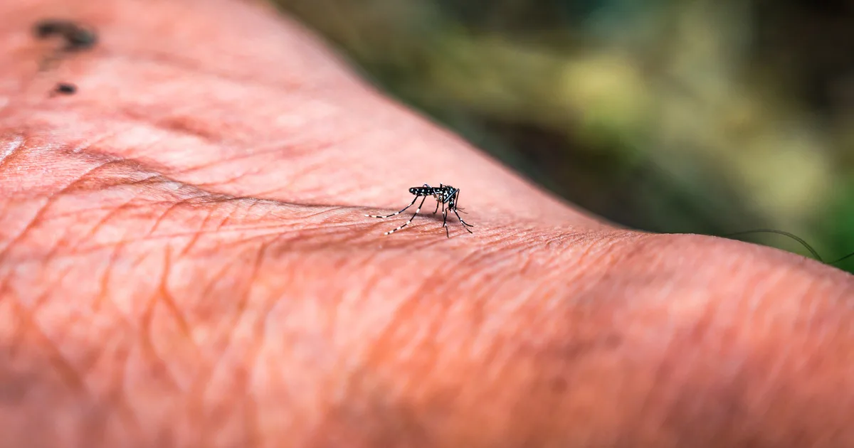 Ritka trópusi vírus jelent meg Magyarországon, Ázsiából hurcolták be