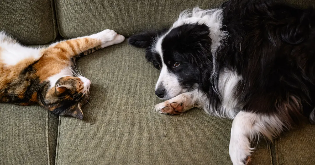 Mi lesz a házi kedvenc sorsa gazdája halála után?