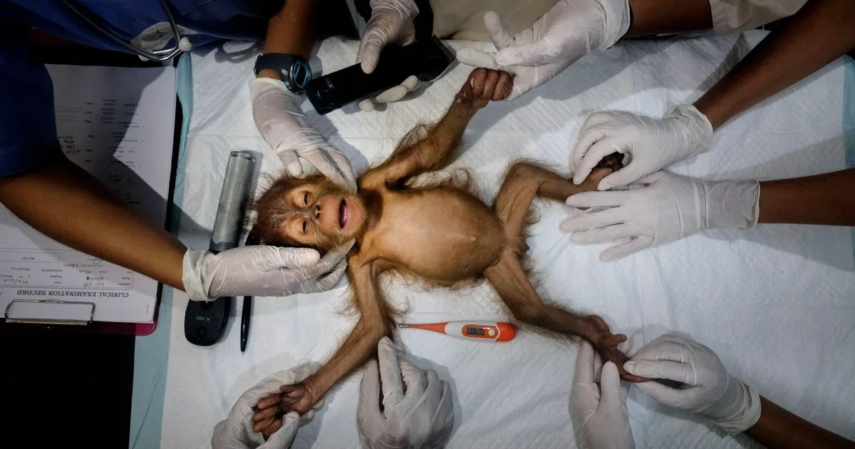 Orangutánok utolsó esélye – a szumátrai mentőállomás mindennapjai képeken